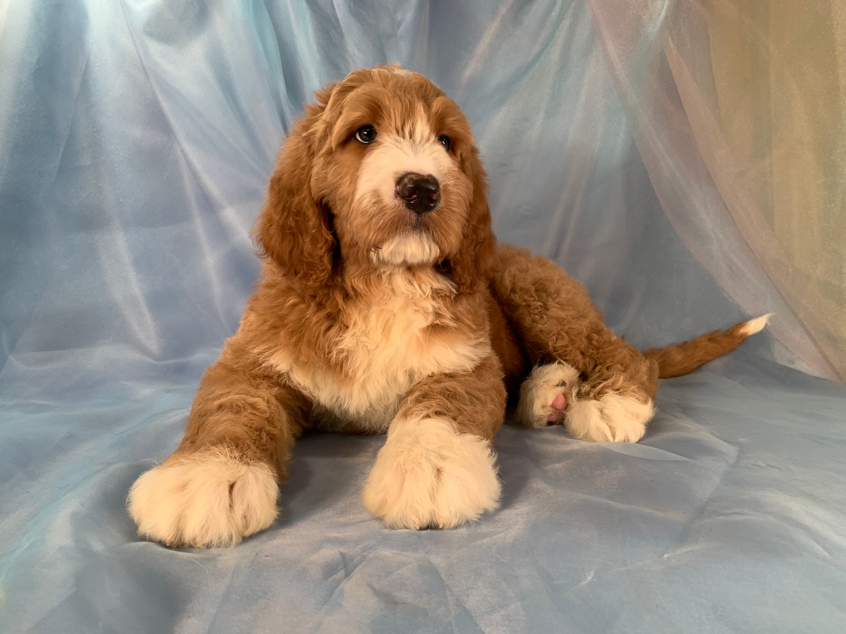 Male Standard Bernedoodle Puppy Available In Iowa DOB 4-20-2021 $1800